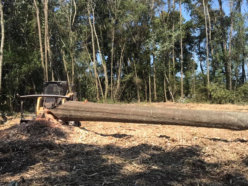 oak oak